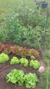 Bild: Salate & Erbsen