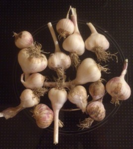 Bild: Knoblauch